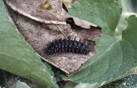 Attēlu rezultāti vaicājumam “Boloria titania”