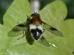 Attēlu rezultāti vaicājumam “Leucozona lucorum”