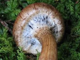 Attēlu rezultāti vaicājumam “Psathyrella lacrymabunda”