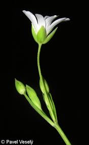 Attēlu rezultāti vaicājumam “Stellaria holostea fruit”