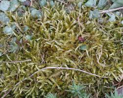 Attēlu rezultāti vaicājumam “Brachythecium”