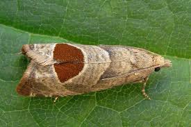 Attēlu rezultāti vaicājumam “Notocelia uddmanniana”