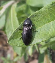 Attēlu rezultāti vaicājumam “Selatosomus aeneus”