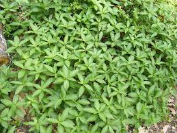 Attēlu rezultāti vaicājumam “Mercurialis perennis leaf”