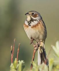 Image result for Emberiza fucata