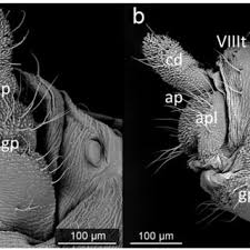 Attēlu rezultāti vaicājumam “Aphis jacobaeae”