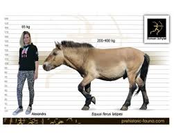 Attēlu rezultāti vaicājumam “Equus ferus caballus”