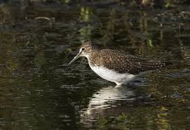 Attēlu rezultāti vaicājumam “Tringa ochropus”