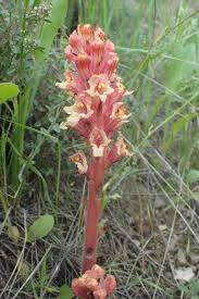 Attēlu rezultāti vaicājumam “Orobanche elatior”