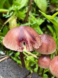Attēlu rezultāti vaicājumam “Mycena haematopus”