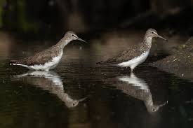 Attēlu rezultāti vaicājumam “Tringa ochropus”