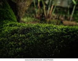 Attēlu rezultāti vaicājumam “Bryales”