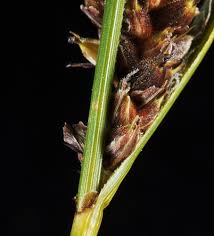 Attēlu rezultāti vaicājumam “Carex lasiocarpa”