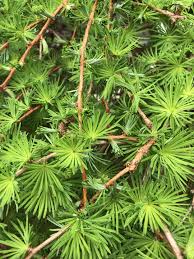 Attēlu rezultāti vaicājumam “Larix kaempferi”