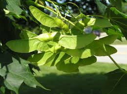 Attēlu rezultāti vaicājumam “Acer platanoides fruit”