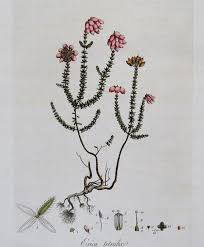 Attēlu rezultāti vaicājumam “Erica tetralix”