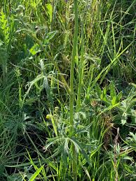 Attēlu rezultāti vaicājumam “Ranunculus acris leaf”