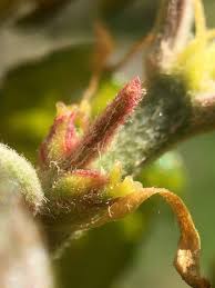 Attēlu rezultāti vaicājumam “Betula humilis female flower”