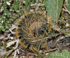Attēlu rezultāti vaicājumam “Lasiocampa trifolii male”