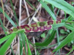 Attēlu rezultāti vaicājumam “Cystiphora sanguinea”
