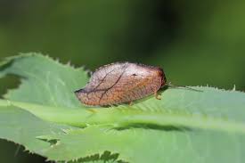 Attēlu rezultāti vaicājumam “Drepanepteryx phalaenoides”