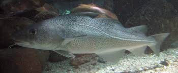 Image result for Gadus morhua