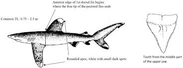 Image result for Carcharhinus falciformis