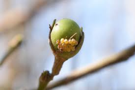 Attēlu rezultāti vaicājumam “Cribraria costata”