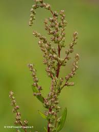 Attēlu rezultāti vaicājumam “Persicaria hydropiper”
