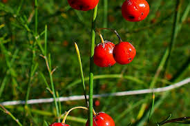 Attēlu rezultāti vaicājumam “Asparagus officinalis leaf”
