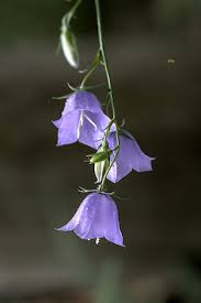 Image result for Campanula affinis