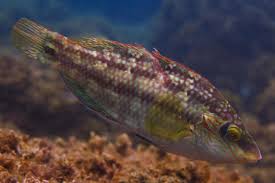 Image result for Symphodus melops