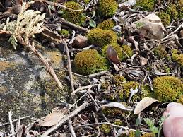Attēlu rezultāti vaicājumam “Orthotrichum speciosum sporophyte”