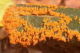 Attēlu rezultāti vaicājumam “Leocarpus fragilis macro”