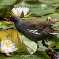 Attēlu rezultāti vaicājumam “Gallinula chloropus”