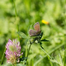 Attēlu rezultāti vaicājumam “Cyaniris semiargus underside”