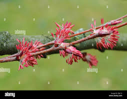 Attēlu rezultāti vaicājumam “Cercidiphyllum japonicum flower”