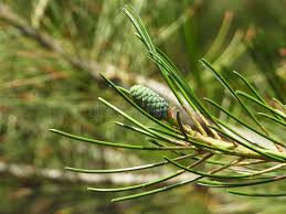 Attēlu rezultāti vaicājumam “Pinus sylvestris fruit”