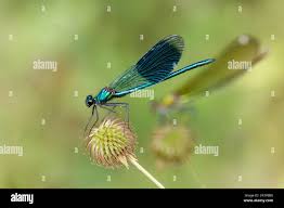 Attēlu rezultāti vaicājumam “Calopteryx splendens”