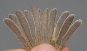 Attēlu rezultāti vaicājumam “Phylloscopus trochiloides adult”