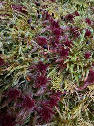 Attēlu rezultāti vaicājumam “Sphagnum quinquefarium”