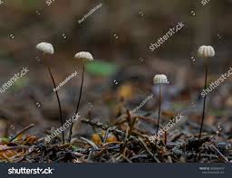 Attēlu rezultāti vaicājumam “Marasmius sp.”