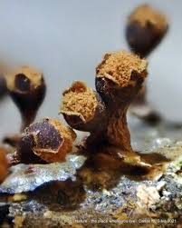 Attēlu rezultāti vaicājumam “Hemitrichia karstenii young”