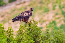 Attēlu rezultāti vaicājumam “Aquila chrysaetos”