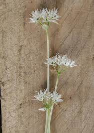 Attēlu rezultāti vaicājumam “Allium ursinum flower”