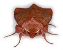 Attēlu rezultāti vaicājumam “Mythimna turca”