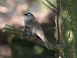 Image result for Zonotrichia leucophrys