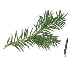 Attēlu rezultāti vaicājumam “Taxus baccata leaf”