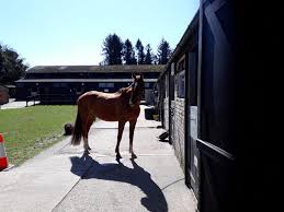 Image result for Bookham Riding Club