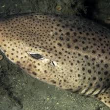 Image result for Scyliorhinus stellaris